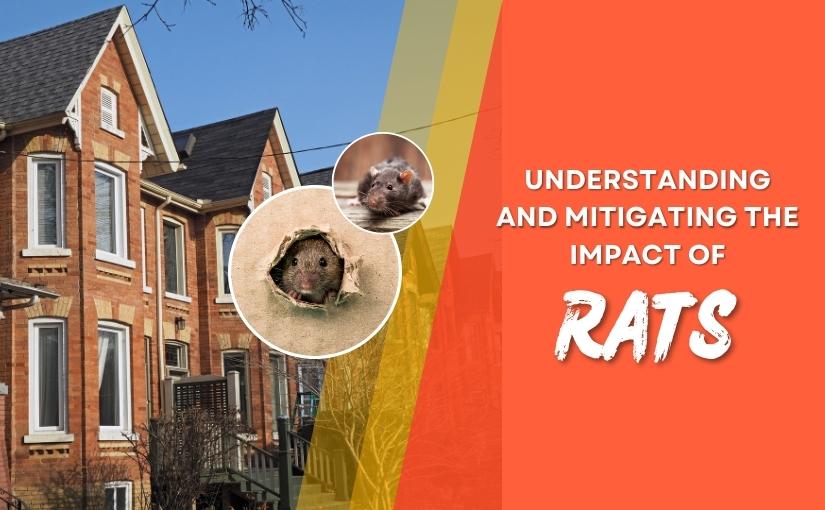Markham Rodent Control_ Understanding and Mitigating the Impact of Rats in Urban Homes 1
