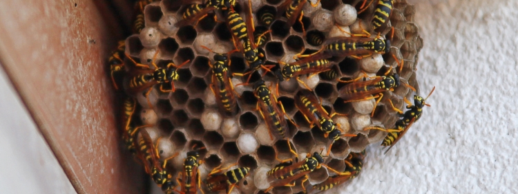 Niagara Pest Control_ How to Safely Coexist with Wasps in Your Backyard
