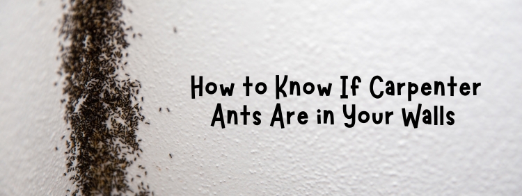 Spotting the Signs_ How to Know If Carpenter Ants Are in Your Walls in Waterloo