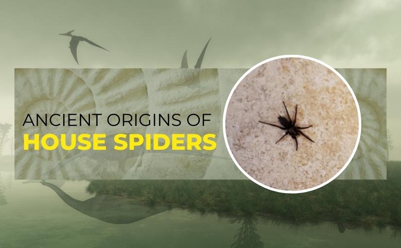 Surviving Prehistoric Times_ The Ancient Origins of House Spiders In Georgetown