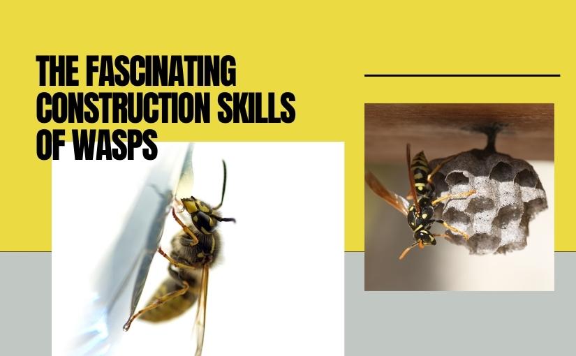 The Fascinating Construction Skills of Wasps In and Around Homes in Toronto