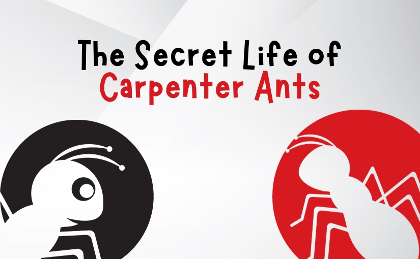 The Secret Life of Carpenter Ants in Cambridge_ An Extensive Guide to Prevention and Control