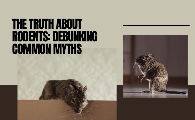 The Truth About Rodents in Your Home in Toronto_ Debunking Common Myths