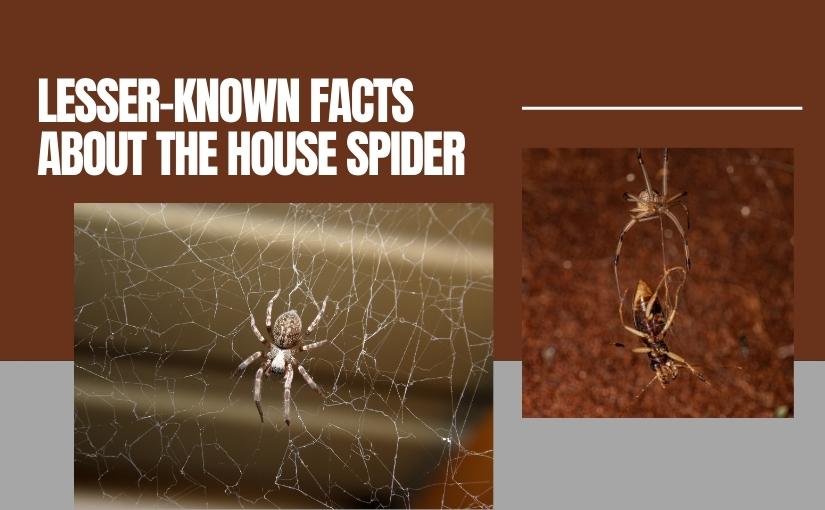 Toronto Pest Control_ Exploring the Lesser-Known Facts About the Common House Spider