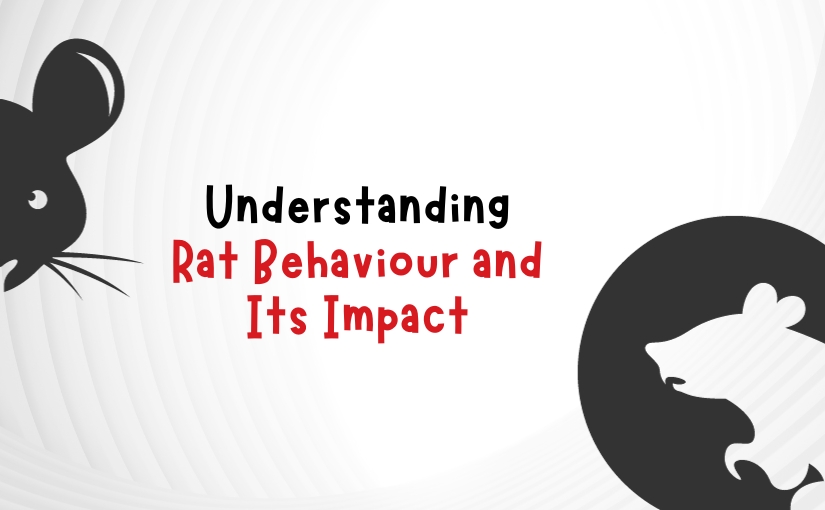 Understanding Rat Behavior and Its Impact on Home Life In Cambridge