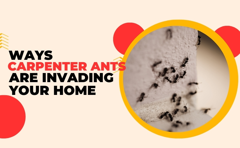 5 Ways Carpenter Ants Are Invading Your Waterloo Home