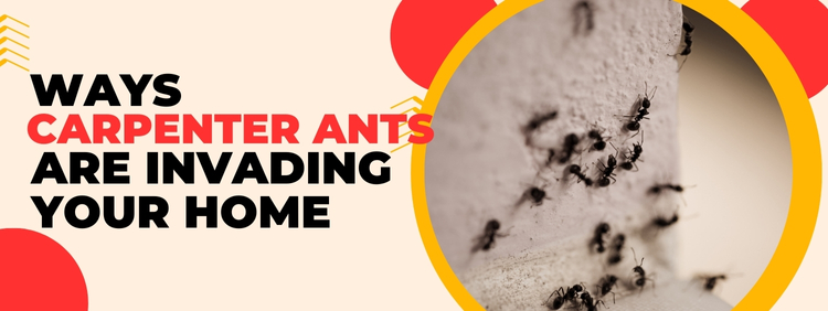 5 Ways Carpenter Ants Are Invading Your Waterloo Home