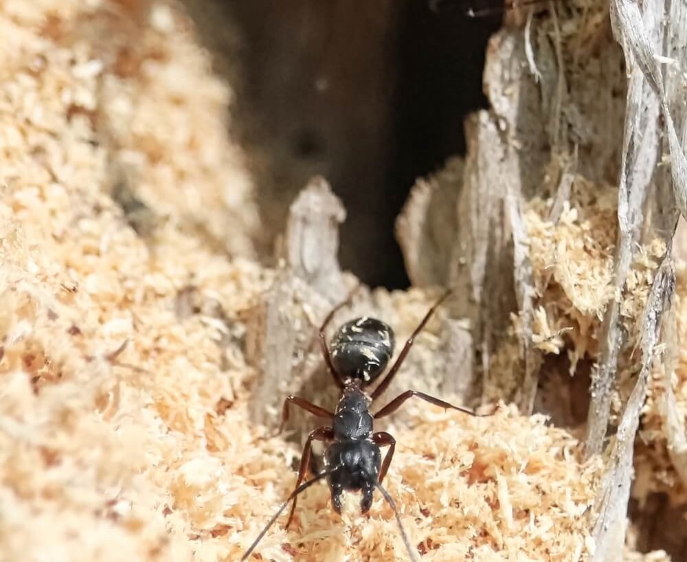 Get pest control for carpenter ants