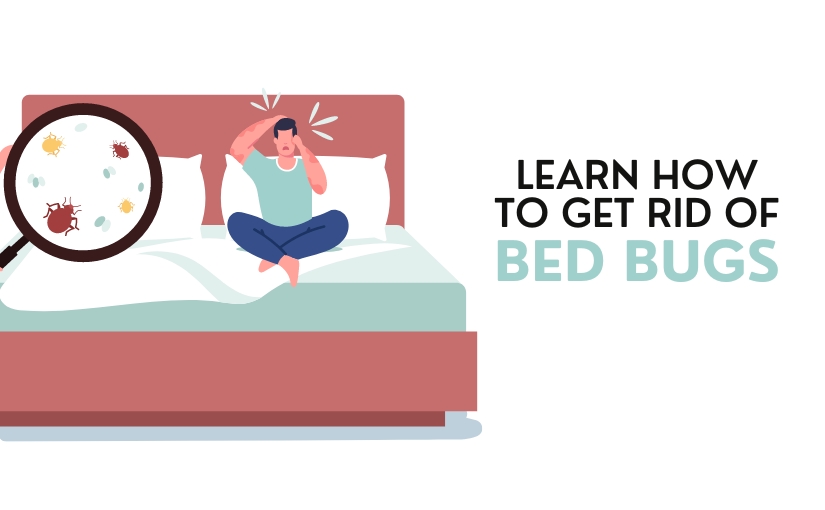 Learn how to get rid of bed bugs