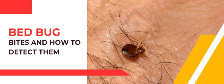 Niagara Pest Control_ Why We Dont Feel Bed Bug Bites and How to Detect Them
