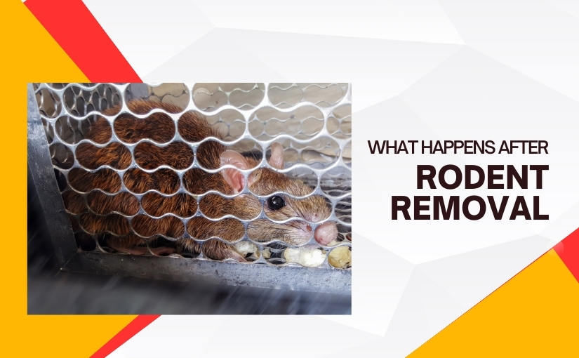 Preventing Future Infestations_ What Happens After Rodent Removal In Kitchener