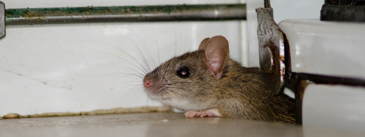 Preventing Future Infestations_ What Happens After Rodent Removal In Kitchener
