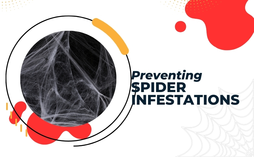 Preventing Spider Infestations_ Essential Tips For Guelph Homeowners