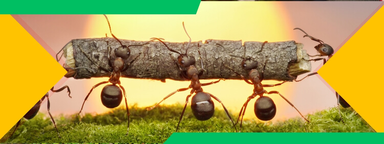Spring Cleaning Tips to Prevent Carpenter Ant Infestations In Kitchener