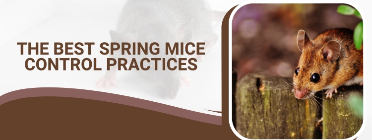 The Best Spring Mice Control Practices