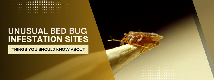 Unusual Bed Bug Infestation Sites