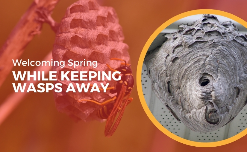 Welcoming Spring While Keeping Wasps At Bay_ Top Tips From Truly Nolen Cambridge 1