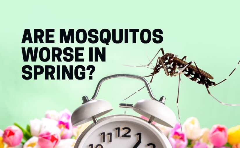 Cambridge Pest Removal_ Are Mosquitos Worse in Spring