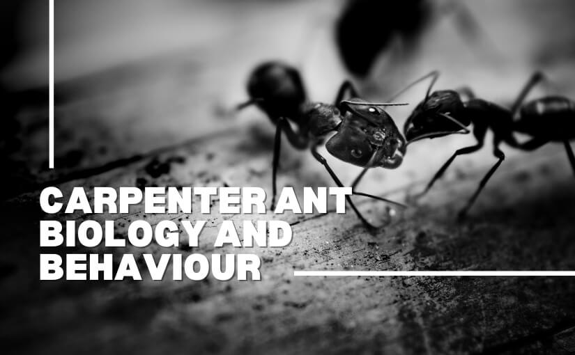 Carpenter Ant Biology And Behaviour