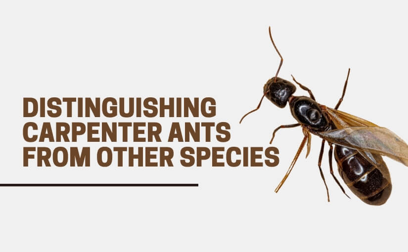 Distinguishing Carpenter Ants