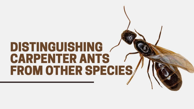 Distinguishing Carpenter Ants