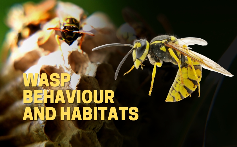 Guelph Pest Control: Wasp Behaviour and Habitats - Truly Nolen