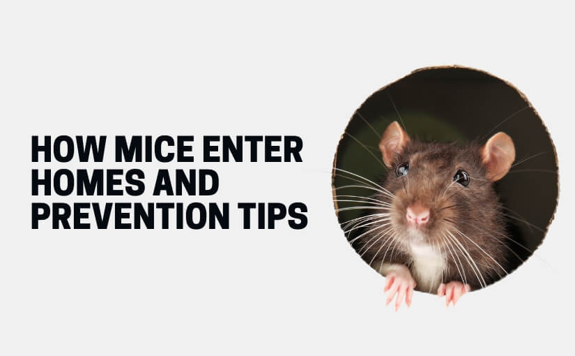 How Mice Enter Homes And Prevention Tips