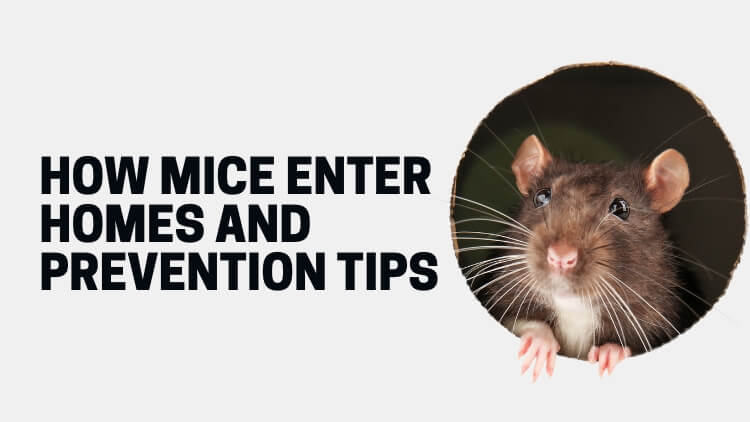How Mice Enter Homes And Prevention Tips