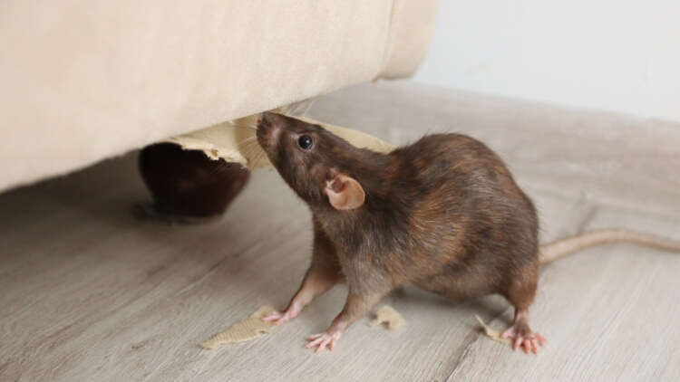 How Mice Enter Homes And Prevention Tips 