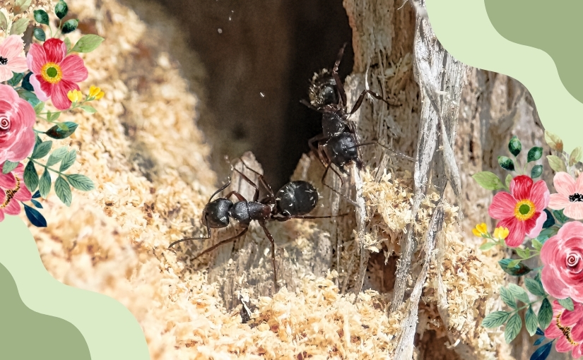 How Our Four Season Approach Can Help Keep Carpenter Ants Away From Your Brampton Home This Spring