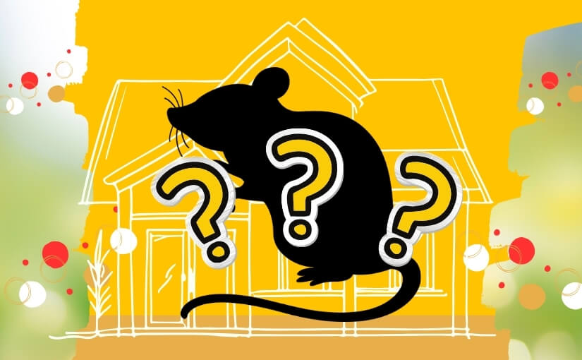 Mice Or Rats_ How To Tell What Is In Your Hamilton Home