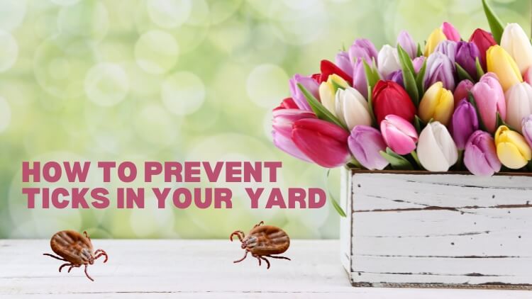 Outsmarting Ticks_ Proactive Measures for Springtime Pest Protection in Toronto