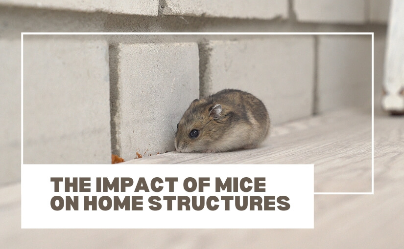 The Impact Of Mice On Home Structures