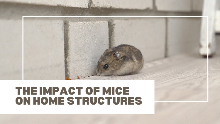 The Impact Of Mice On Home Structures
