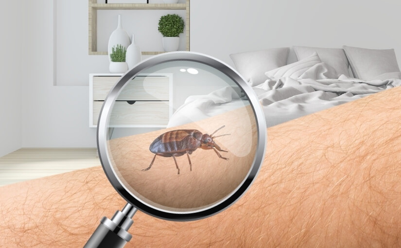 Truly Nolen Misissauga_ Can Bed Bugs Spread MRSA