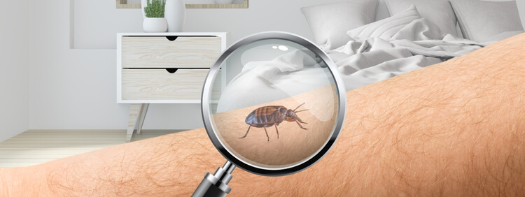 Truly Nolen Misissauga_ Can Bed Bugs Spread MRSA