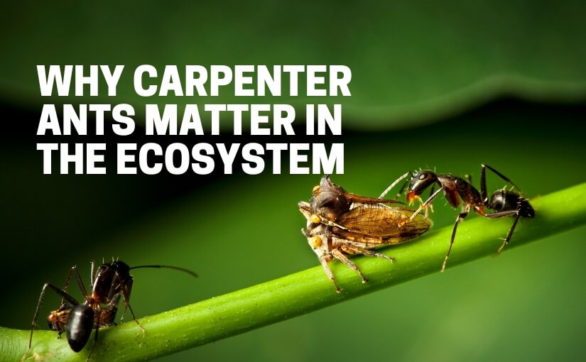Why Carpenter Ants Matter In The Ecosystem