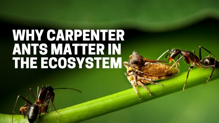 Why Carpenter Ants Matter In The Ecosystem
