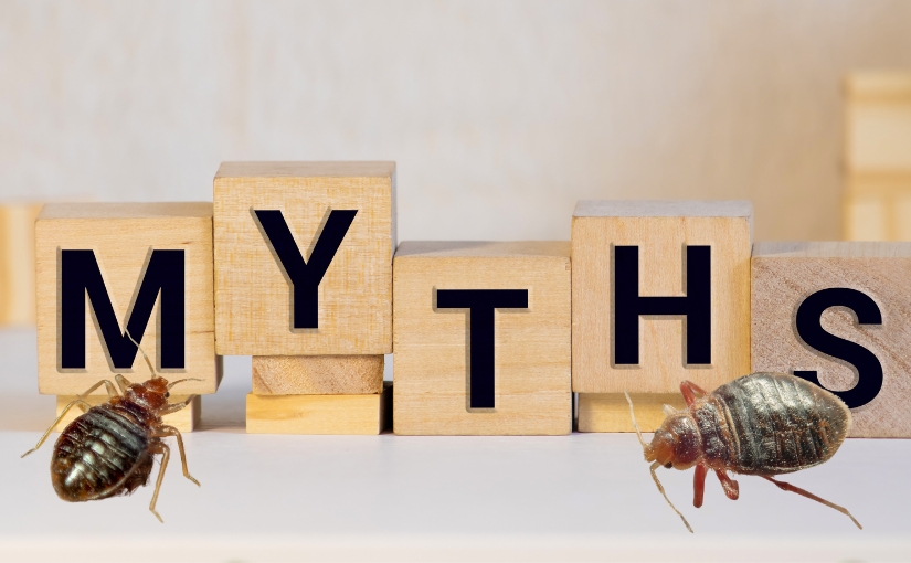 Kitchener Pest Removal: Debunking Bed Bug Myths - Truly Nolen