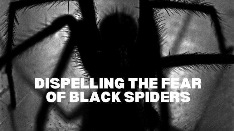 Toronto Pest Control_ Dispelling the Fear of Black Spiders