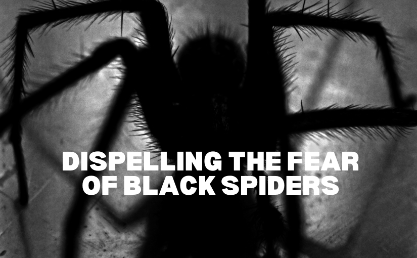 Toronto Pest Control_ Dispelling the Fear of Black Spiders