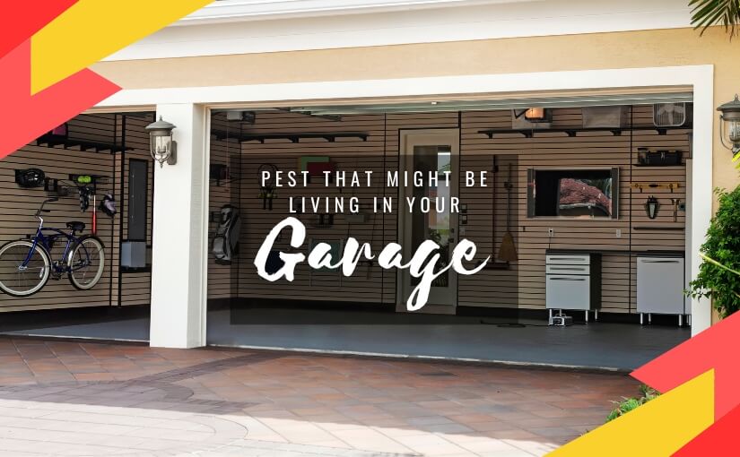 5 Pests That Might Be Living In Your Garage in Georgetown 1-2