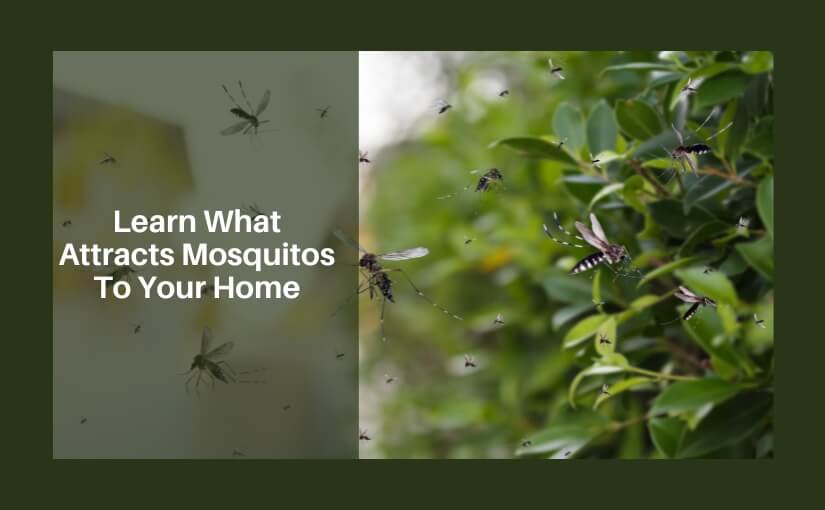 7 Effective Methods To Get Rid of Mosquitos Inside Your Toronto Home