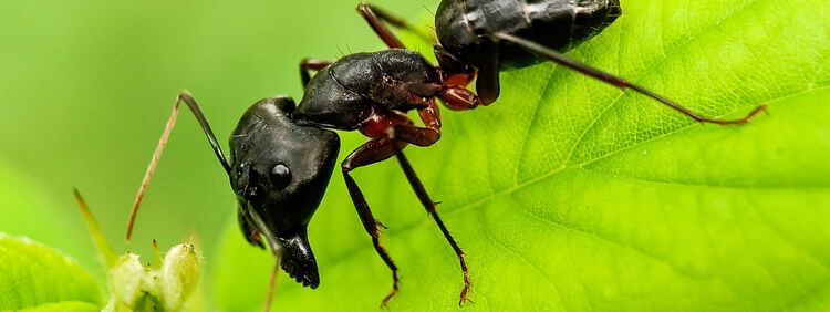 Carpenter Ants content