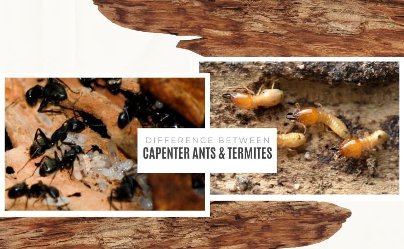 Carpenter Ants vs Termites in Burlington_ Understanding the Difference and Their Unique Challenges
