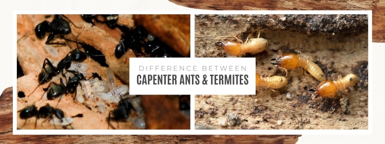 Carpenter Ants vs Termites in Burlington_ Understanding the Difference and Their Unique Challenges
