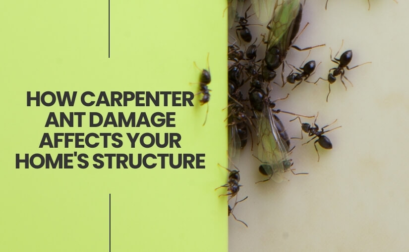 How Carpenter Ant Damage Affects Your Homes Structure