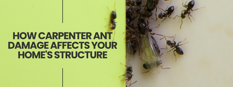 How Carpenter Ant Damage Affects Your Homes Structure