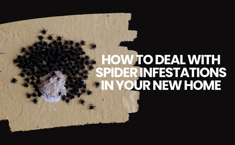 How To Deal With Spider Infestations in Your New Home