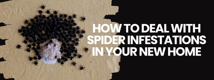 How To Deal With Spider Infestations in Your New Home